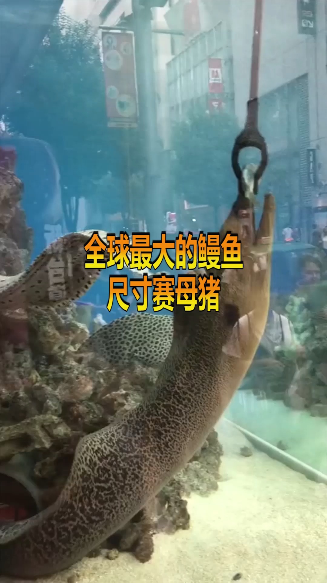 #奇趣#全球最大的鳗鱼，尺寸塞母猪，看完惊呆了！