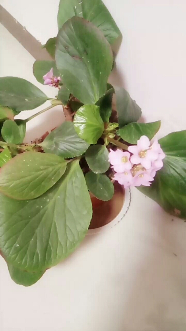 #过了腊八就是年#室内花