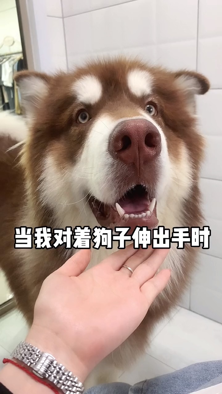 #我家萌宠成精了#这个视频一定要看到最后呦！！康康内心想法：都是狗凭什么