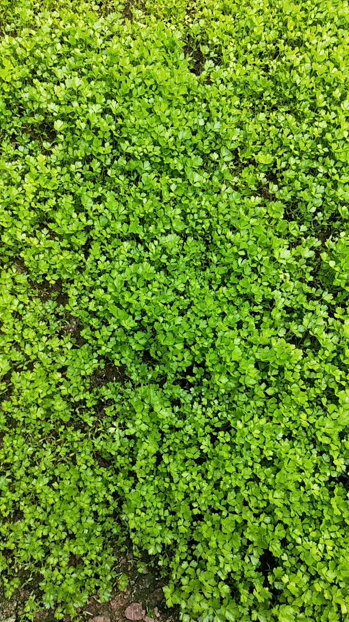 小芹菜苗   什么东西小都好看