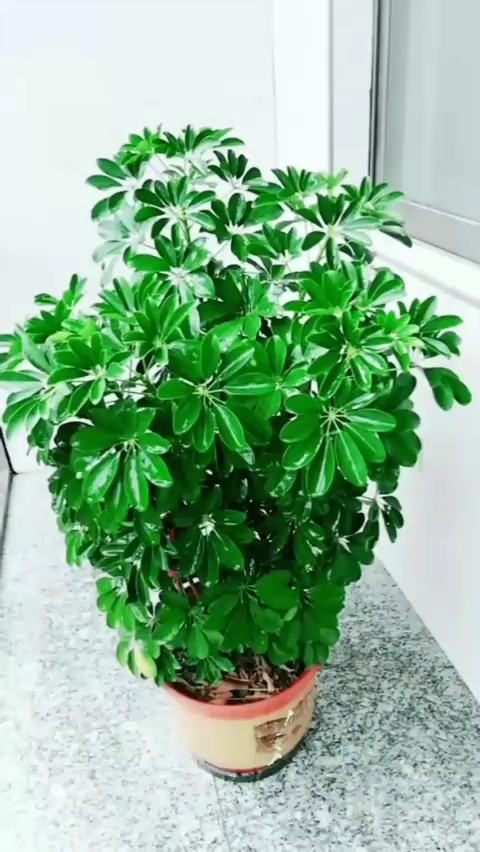 养好发财树三点很重要