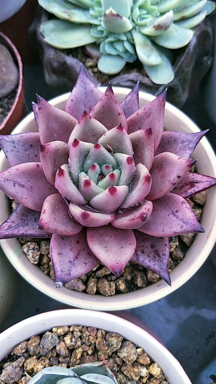 罗密欧你的朱丽叶呢?