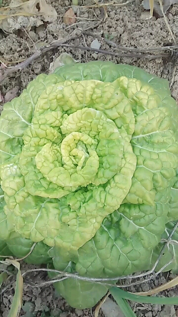 纯天然,有机蔬菜