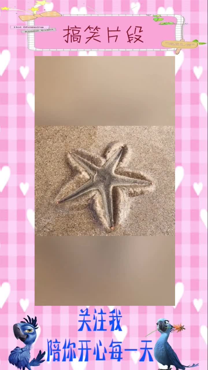 太神奇了!第一看到活的海星是如何隐藏自己的,搞笑段子