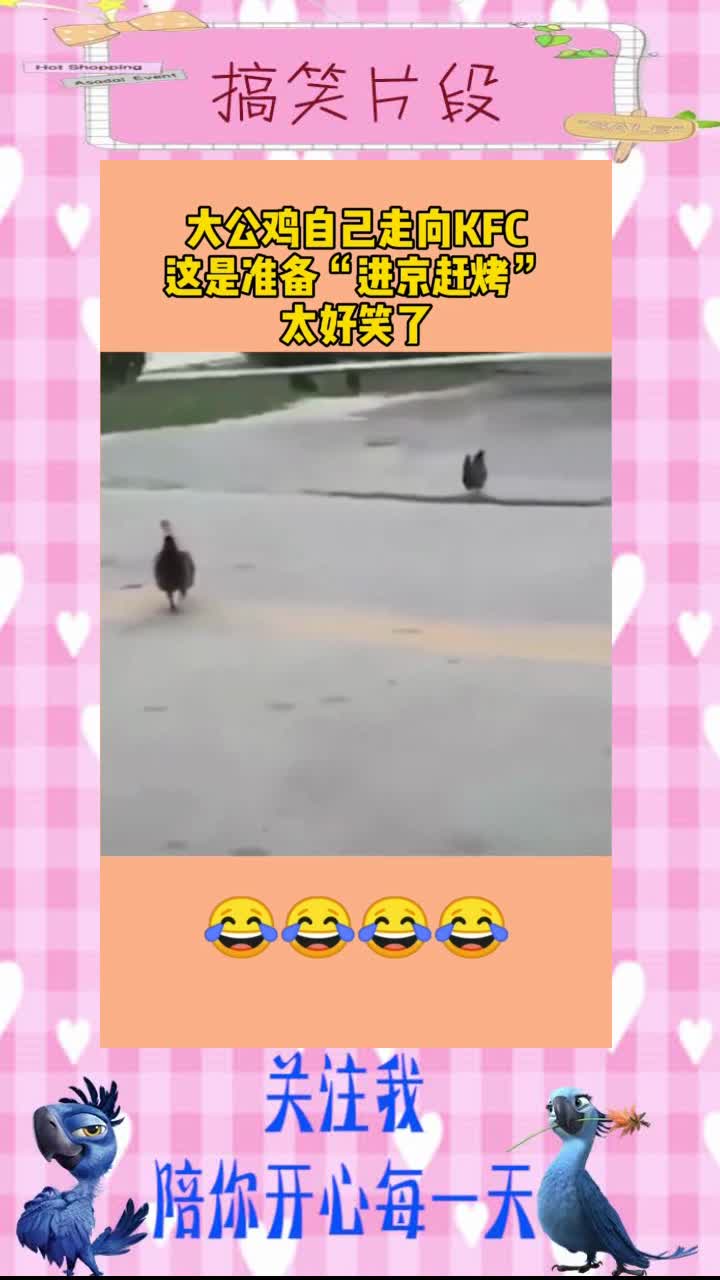 大公鸡自己走向KFC,这是准备“进京赶烤”,太好笑了,搞笑段子