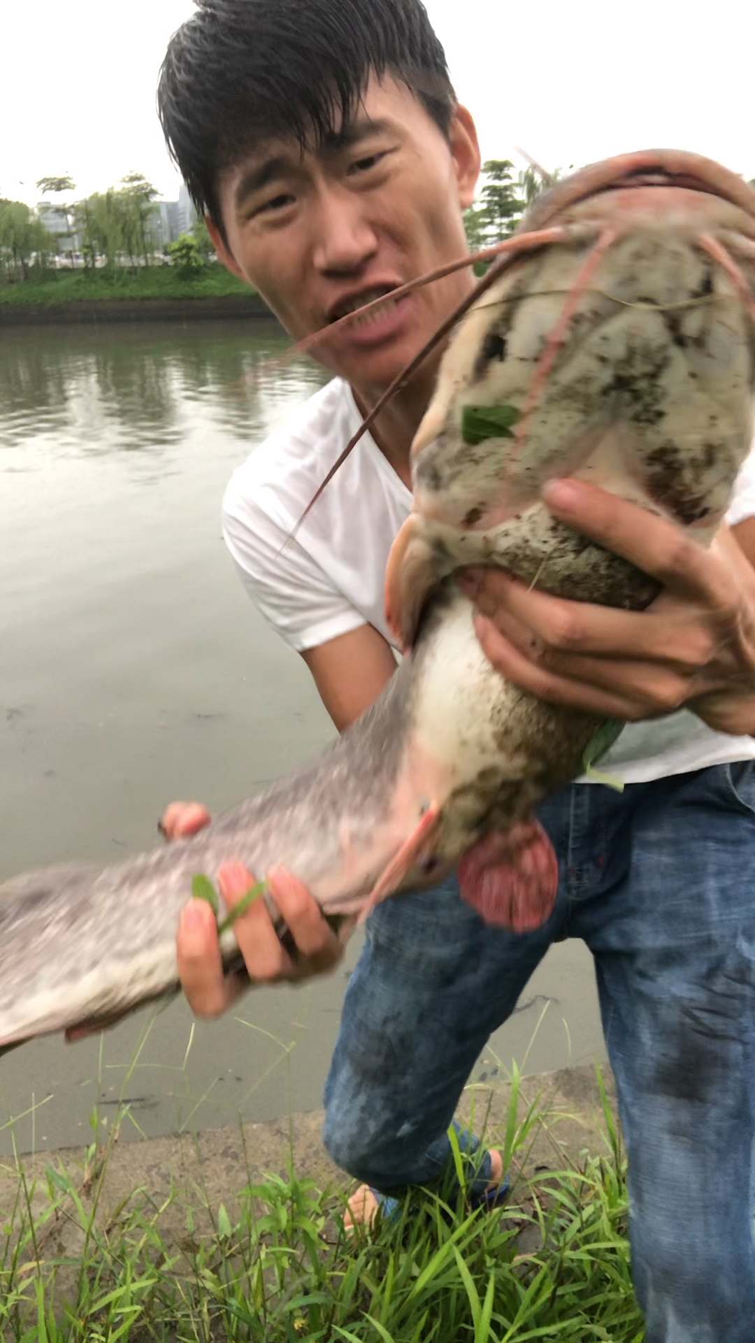 正宗野生八胡鲶鱼^_