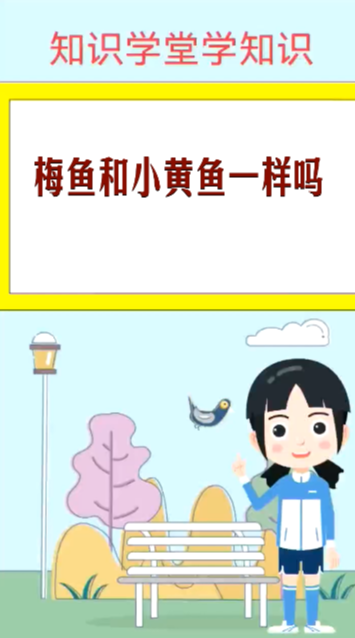 梅鱼和小黄鱼—样吗 