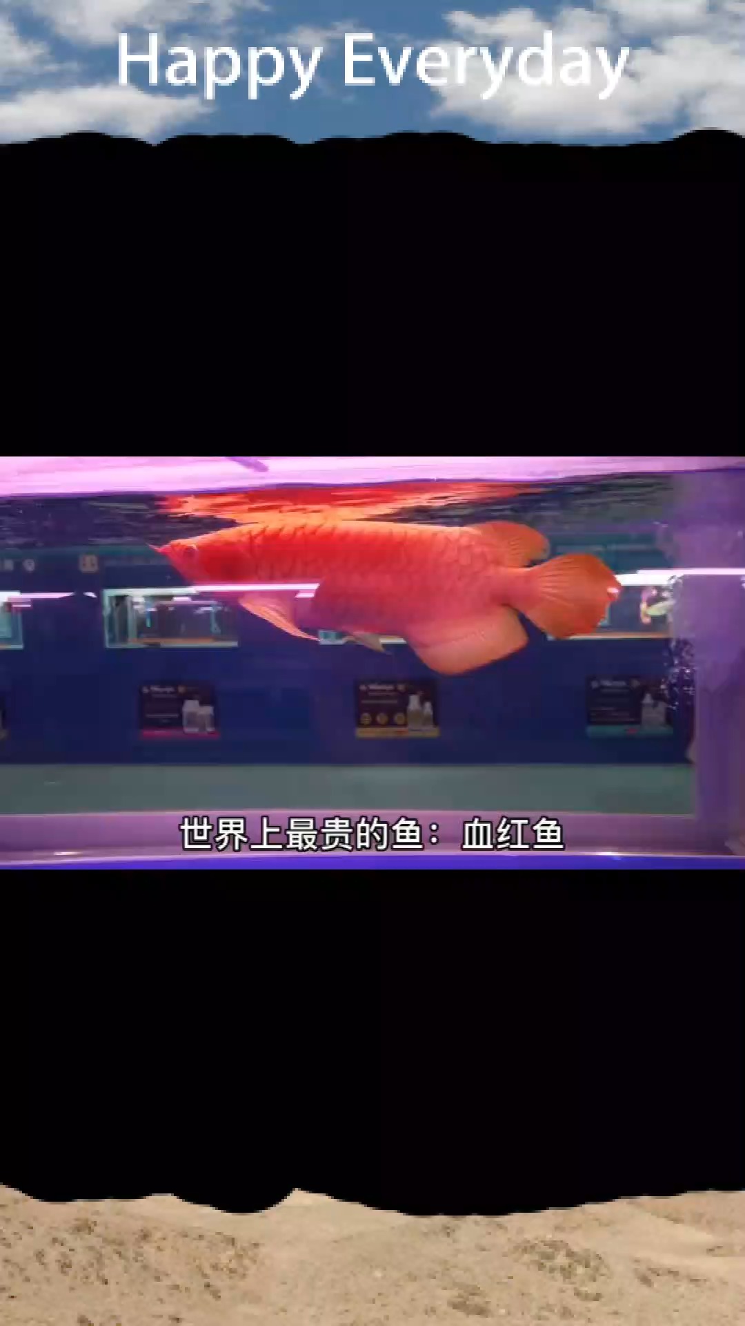 世界上最贵的鱼,一条售价500万,被人称为神鱼