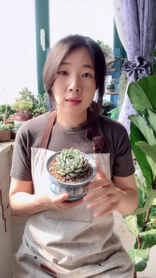 多肉水蜜桃,甜腻可爱