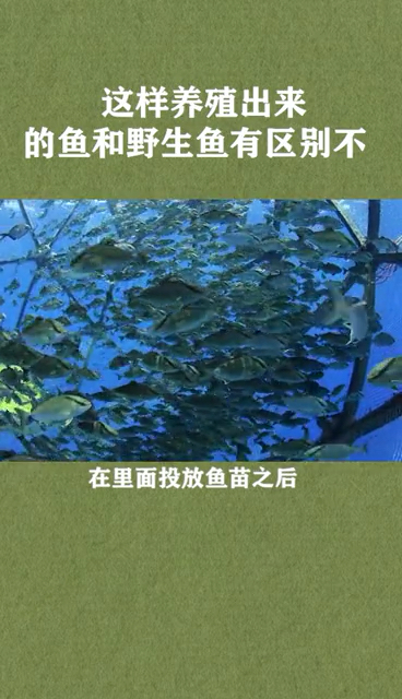 把鱼放到巨大的笼子扔海里,养成了算野生鱼不?