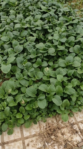 #蔬菜水果#有机蔬菜天然无公害