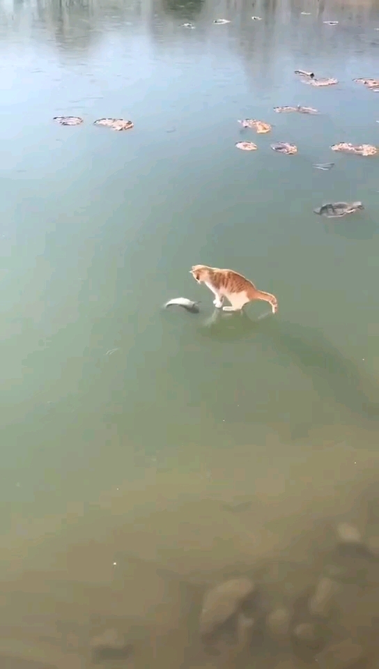 猫吃鱼