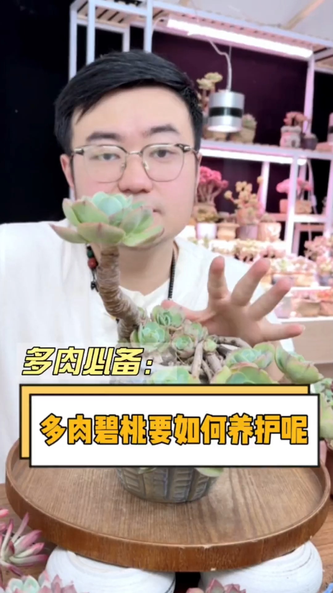 多肉碧桃要如何养护?这个视频告诉你#多肉#多肉植物#