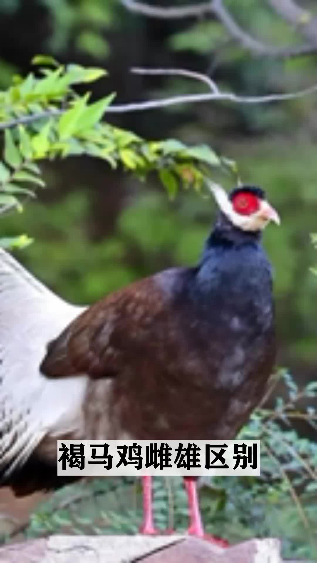 褐马鸡雌雄区别