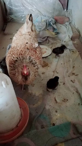 老母鸡带小鸡