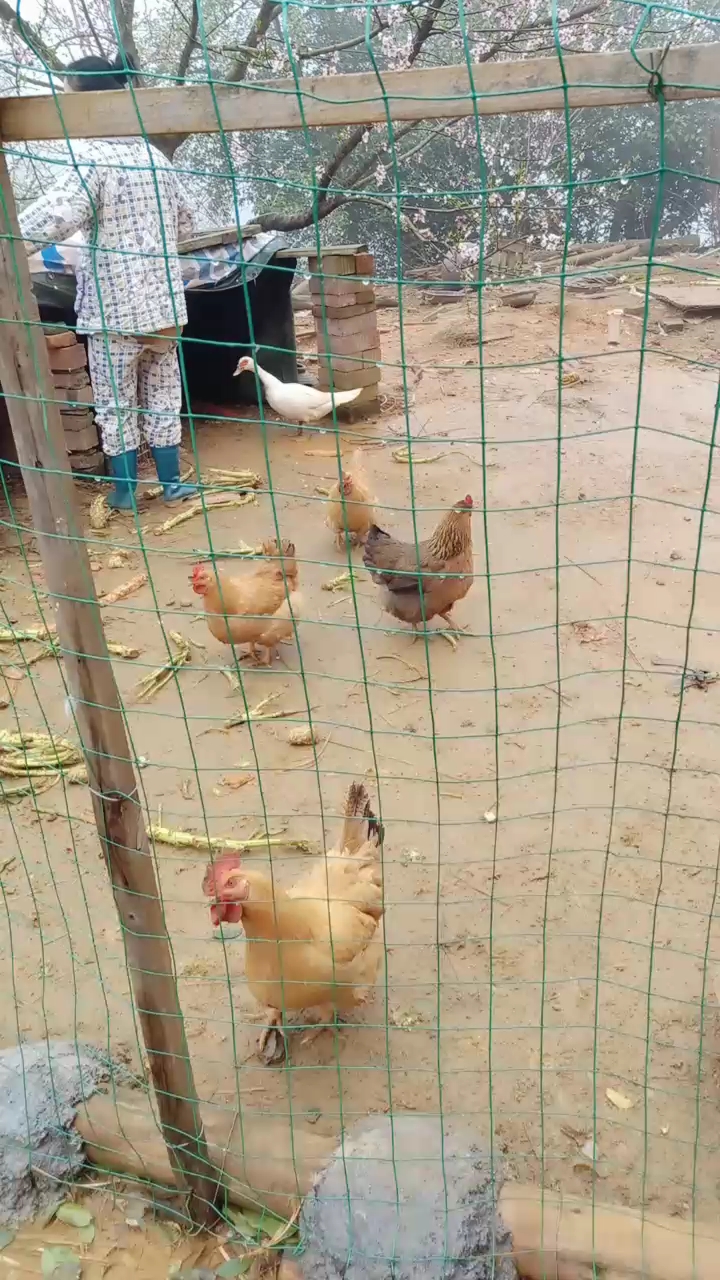 妈妈去捡鸡蛋 