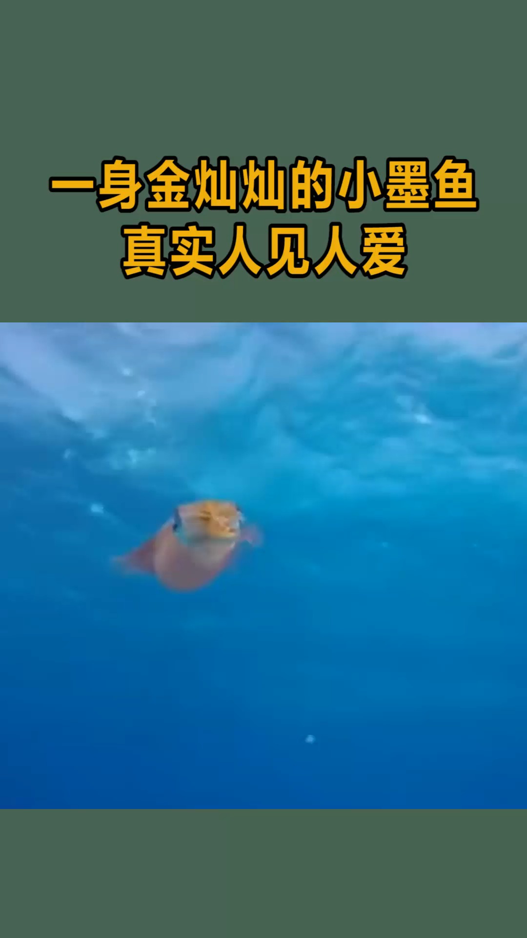 #我要上热门#一只人见人爱的小墨鱼