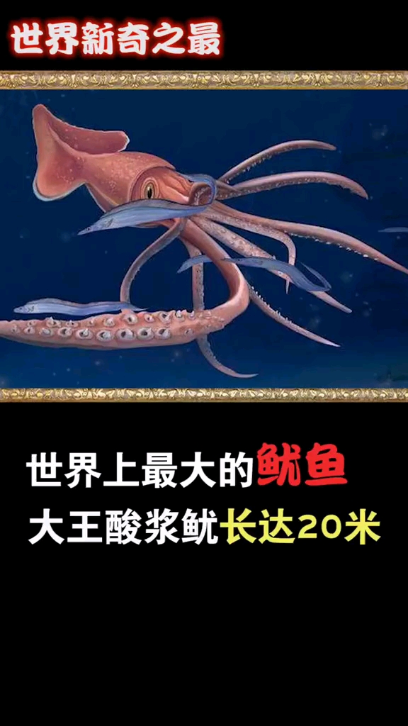 世界上最大的鱿鱼大王酸浆鱿长达20米