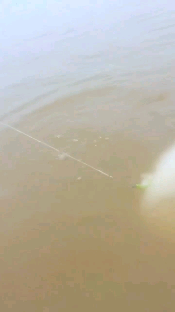 黄金大鲶鱼!!!