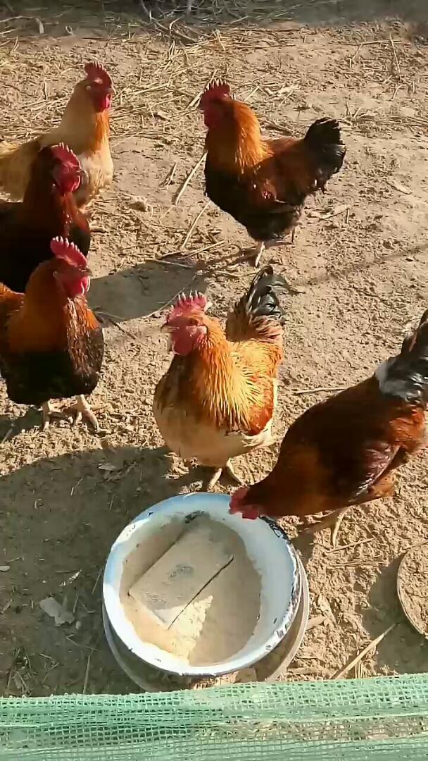 我家养土公鸡