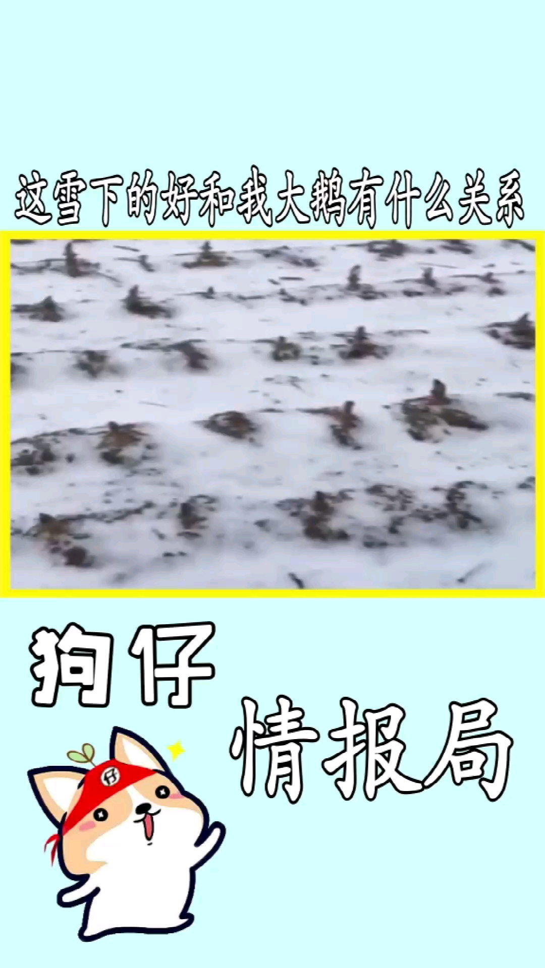 这怎么就要杀我大鹅了?