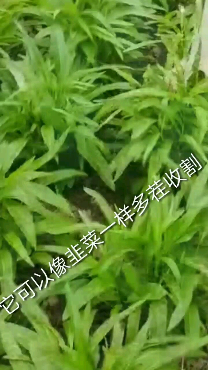 今天给大家分享一下空心菜,空心菜特别耐热,很适合夏天种,而且不生虫子和病。