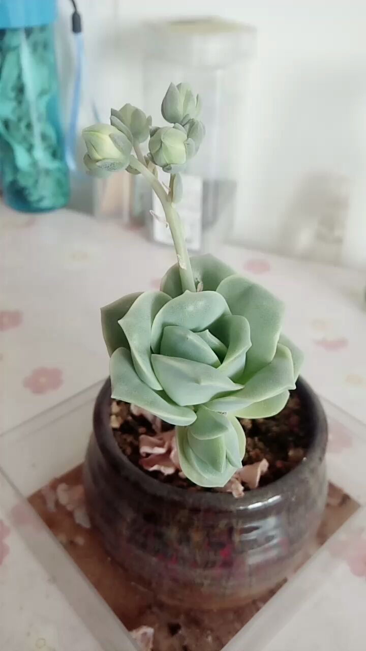 山地玫瑰要开花