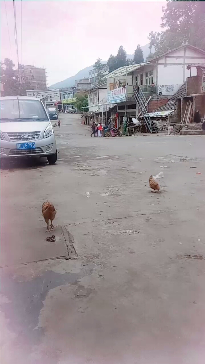 美丽的大公鸡