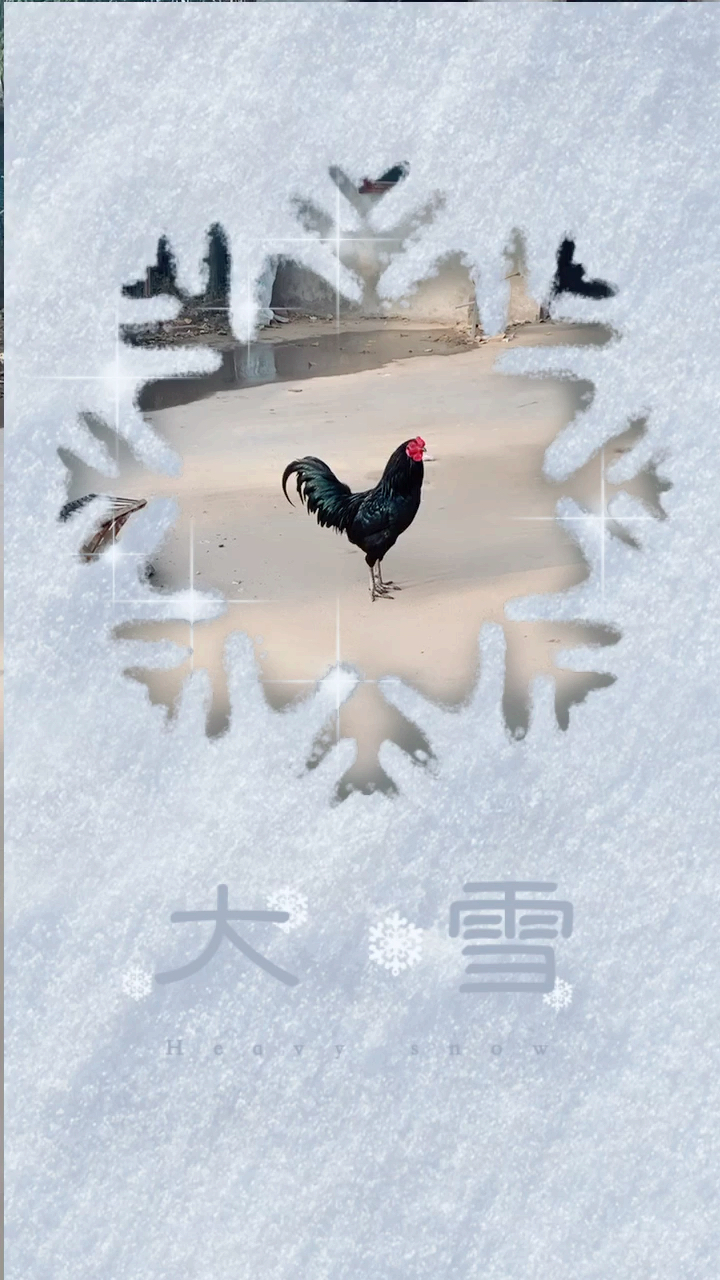 #农村养鸡#威武的黑公鸡