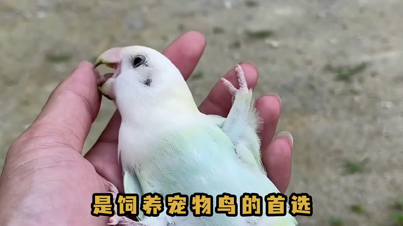#我要上热门#每天一个宠物小知识(54)
