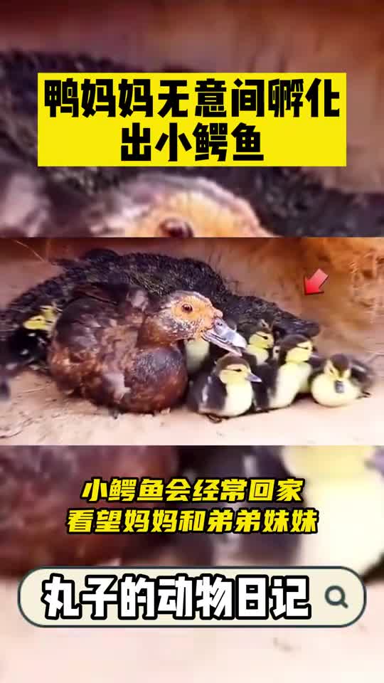 谁说鳄鱼都是冷血的?鸭妈妈孵化出的鳄鱼就挺暖心的