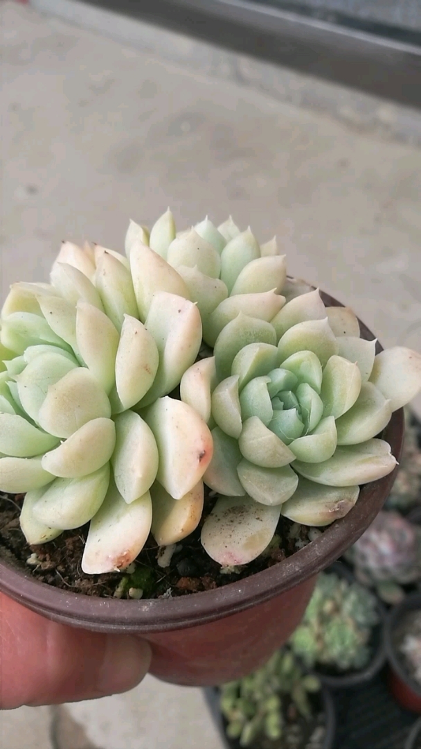 阿尔巴白月影