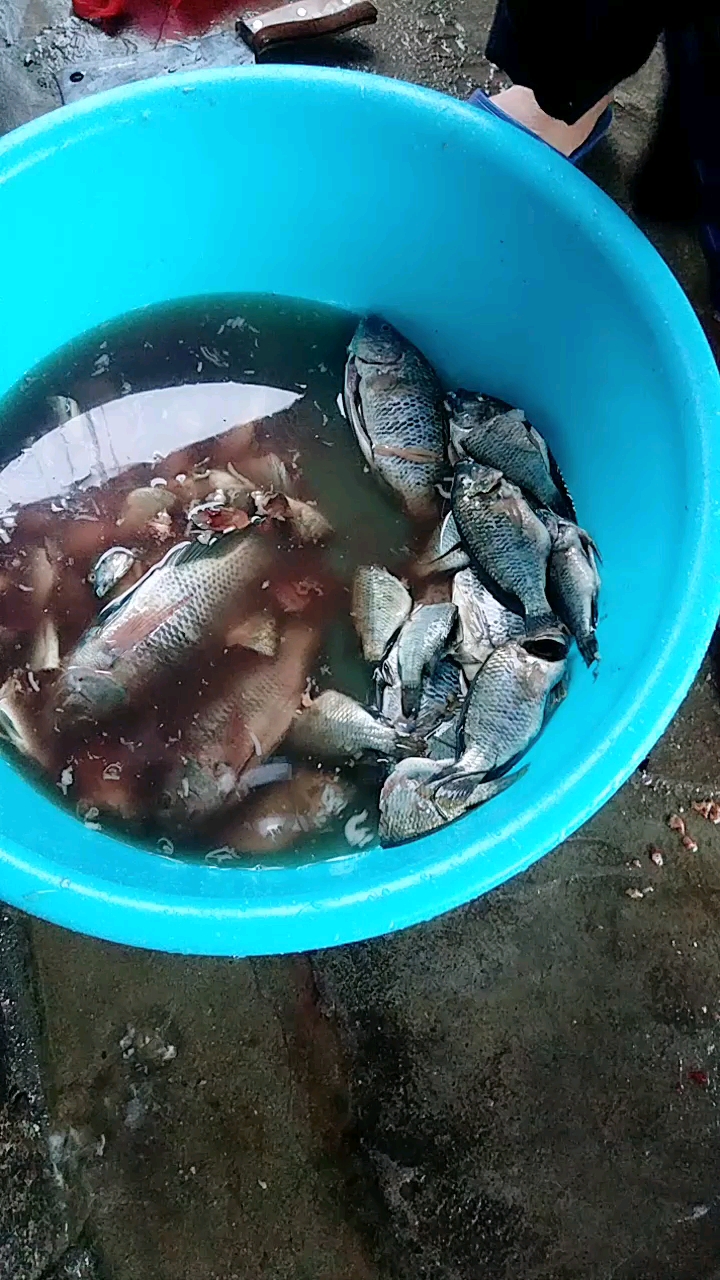 现场杀罗非鱼!