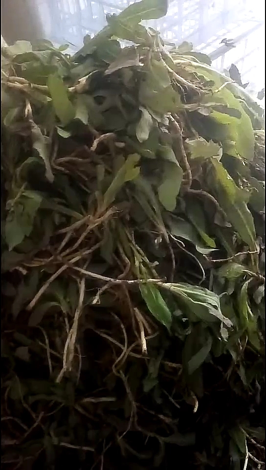 为了生活费卖野菜,野菜也叫甜苣菜苦苣菜密密麻麻营养丰富 挣扎着过吧