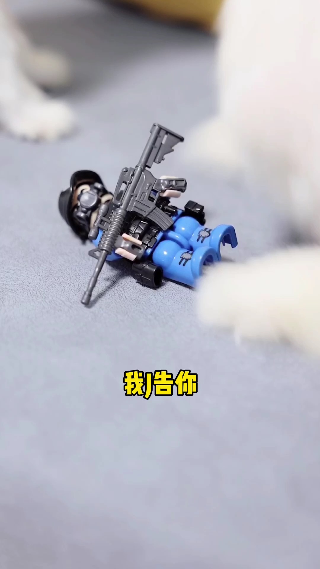 #我家萌宠成精了#布丁和奶茶的初次相遇,你们还记得吗?