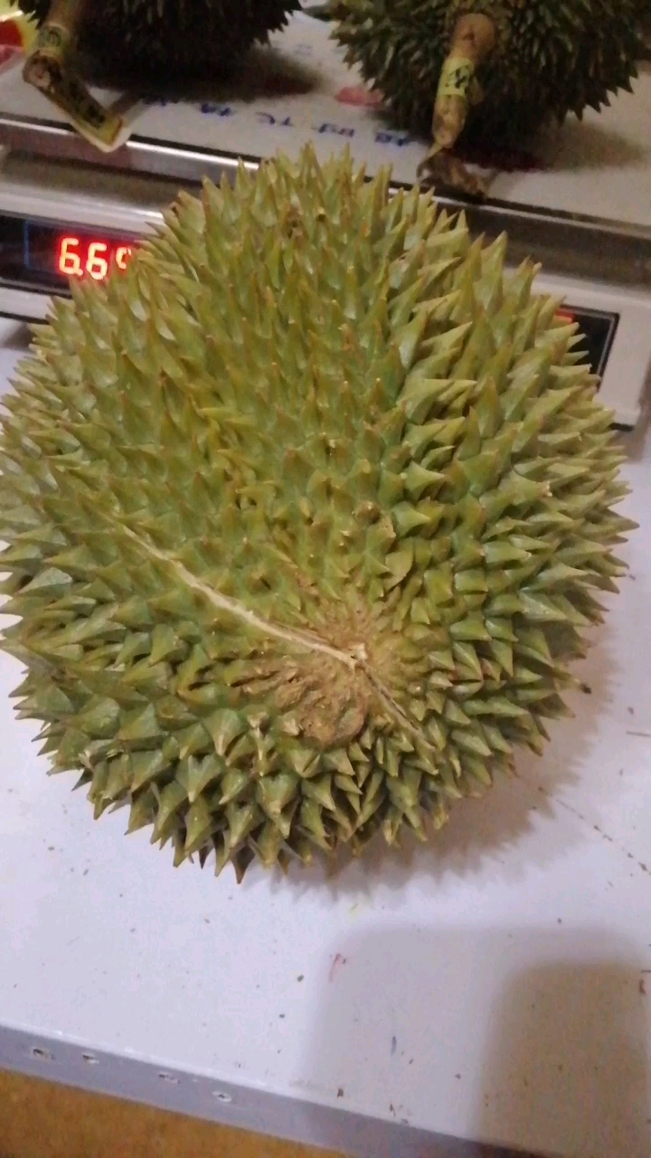 榴莲简介绍一 肉多,奶油口感,入口即化香甜可口猫山王榴莲,果肉肥大,果肉淡黄偏白