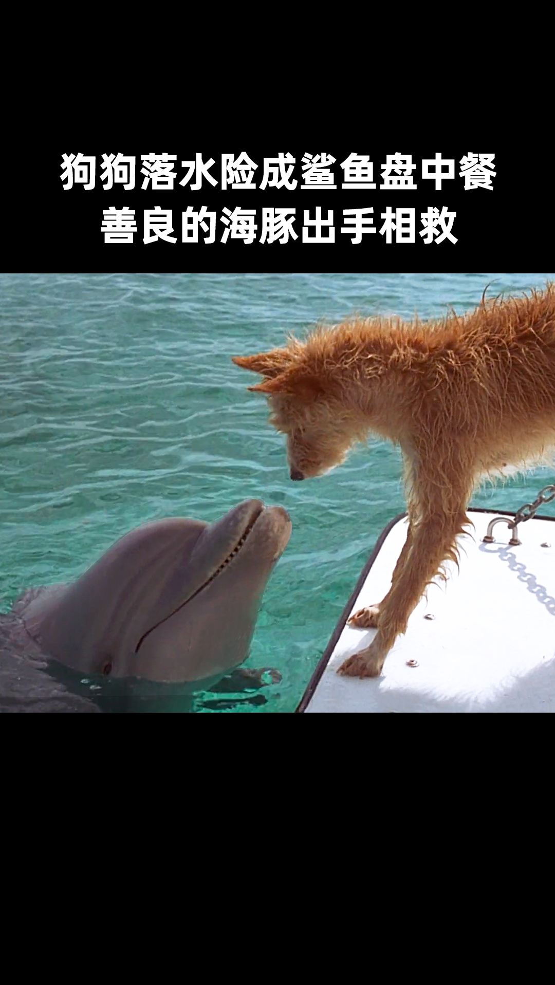 #萌宠#狗狗意外失足落水,被鲨鱼盯上险成盘中餐,善良的海豚舍身相救