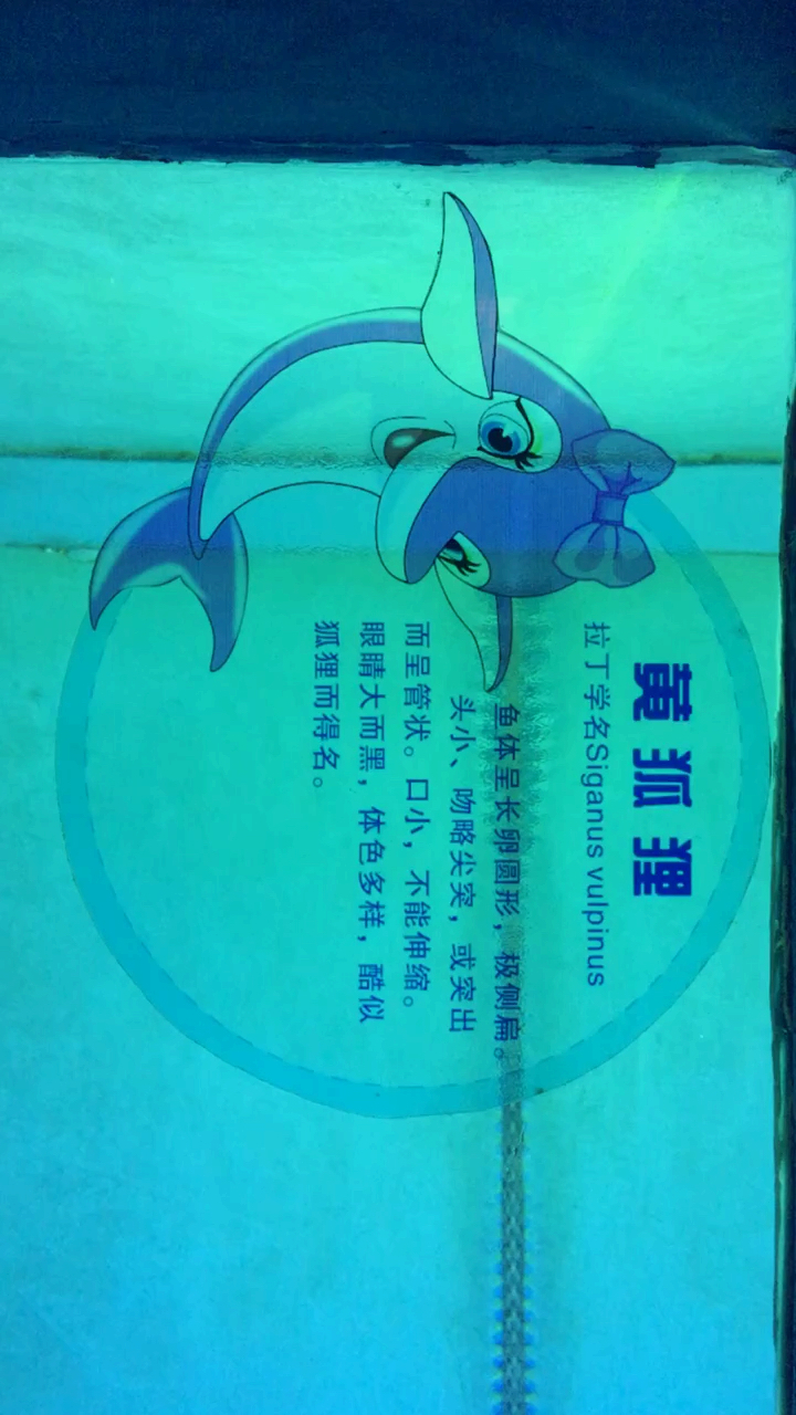 黄狐狸