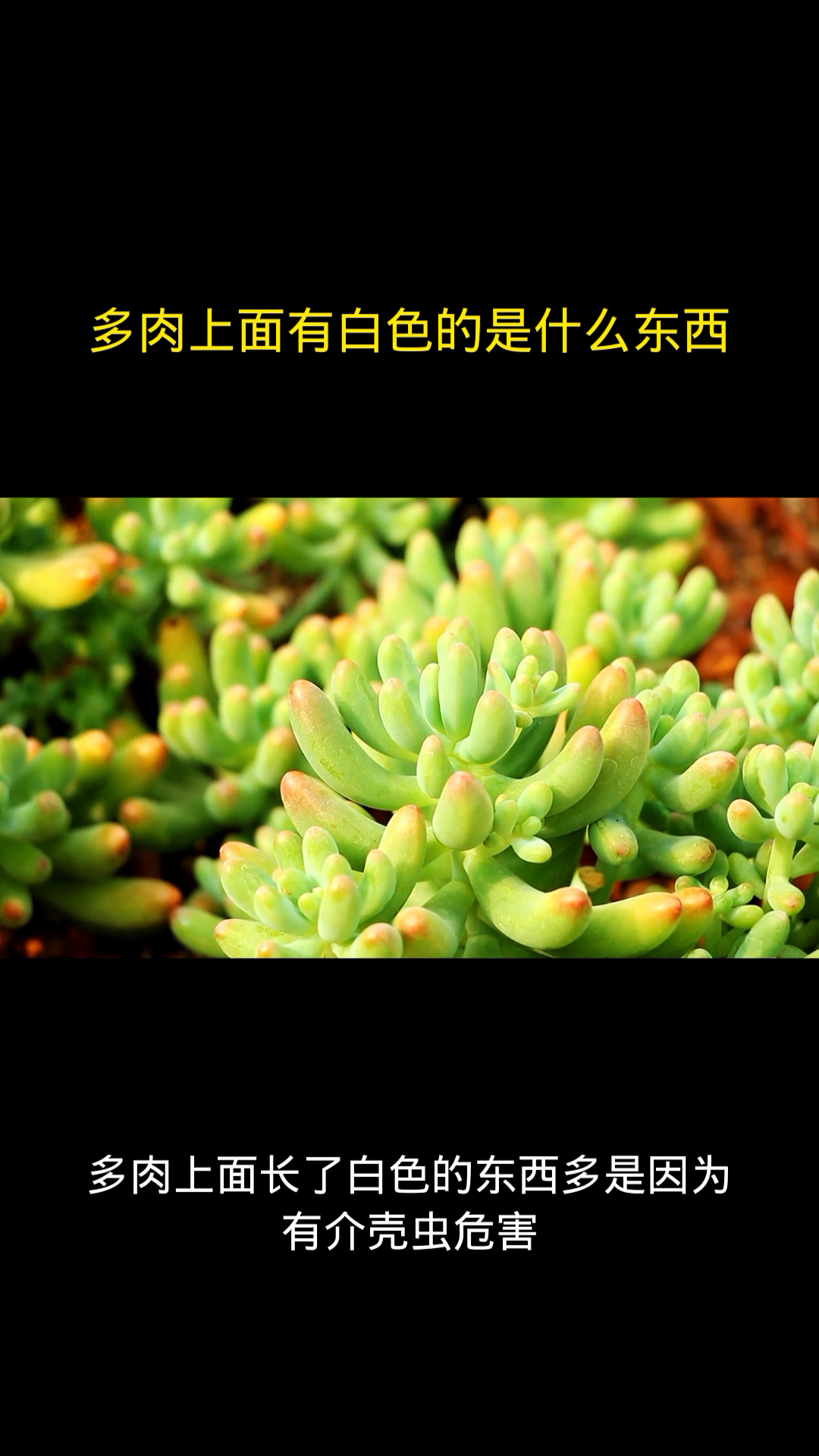 多肉上面有白色的是什么东西