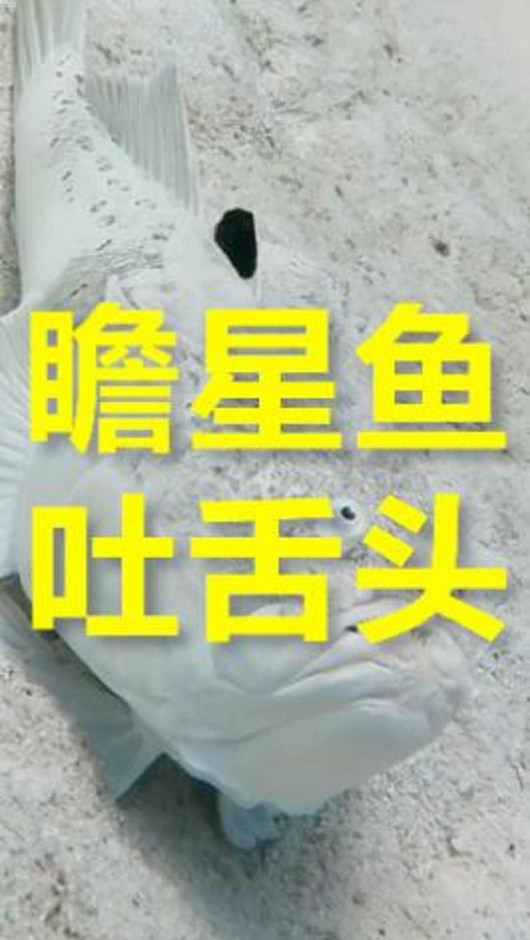 #轻知识计划#瞻星鱼吐舌头。