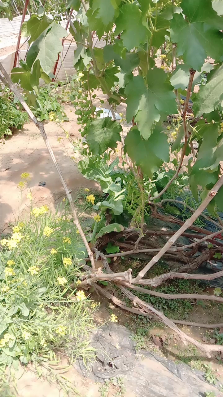 白菜花