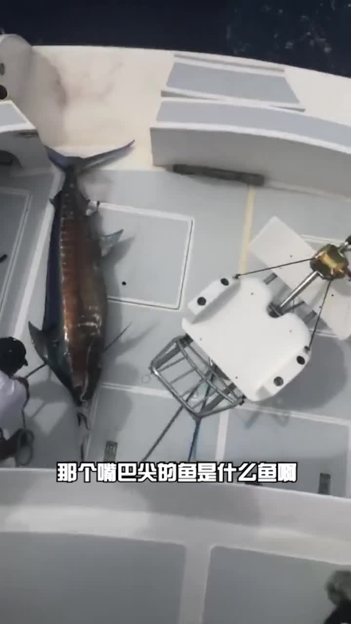 长嘴鱼有哪些?原来是它们,之前基本是傻傻分不清楚