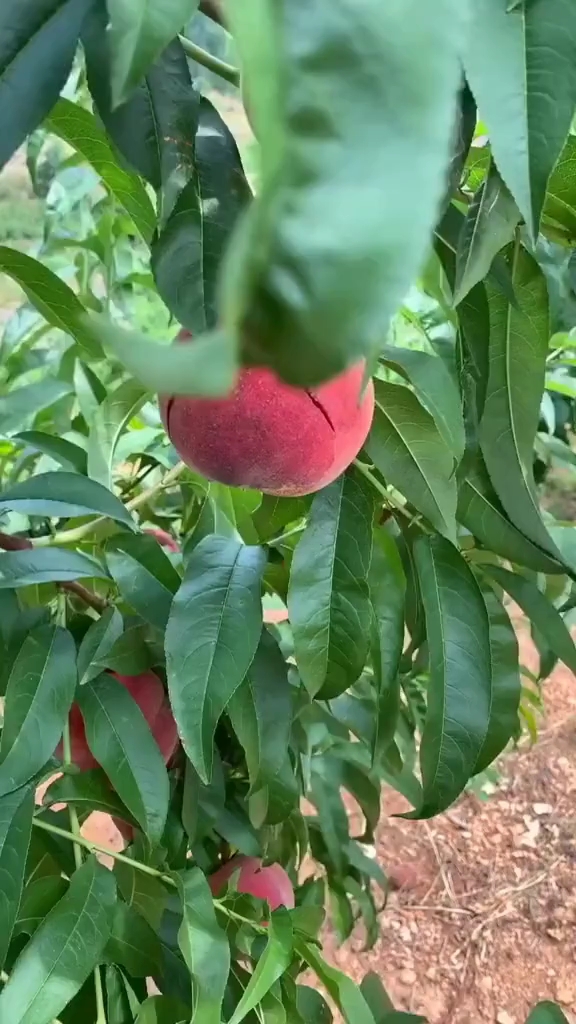 #芒种#紫肉血桃