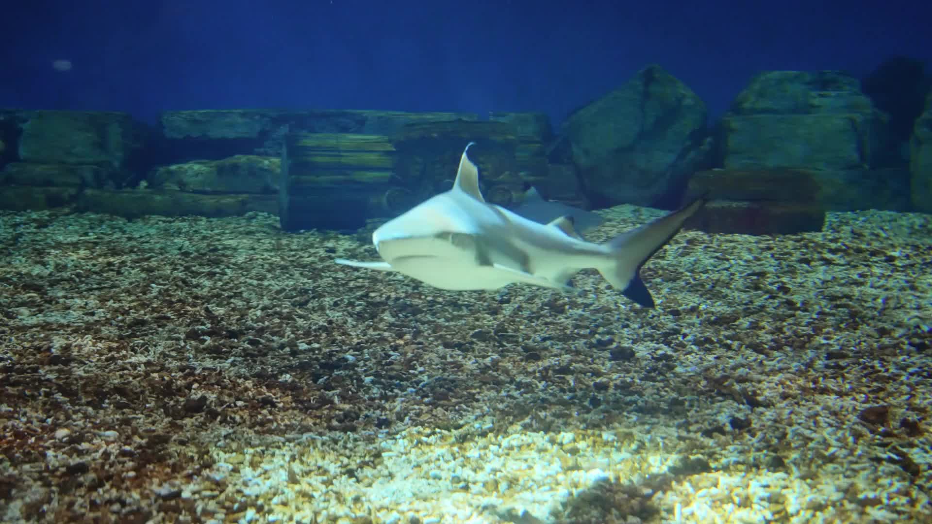 关于鲨鱼的12个事实  