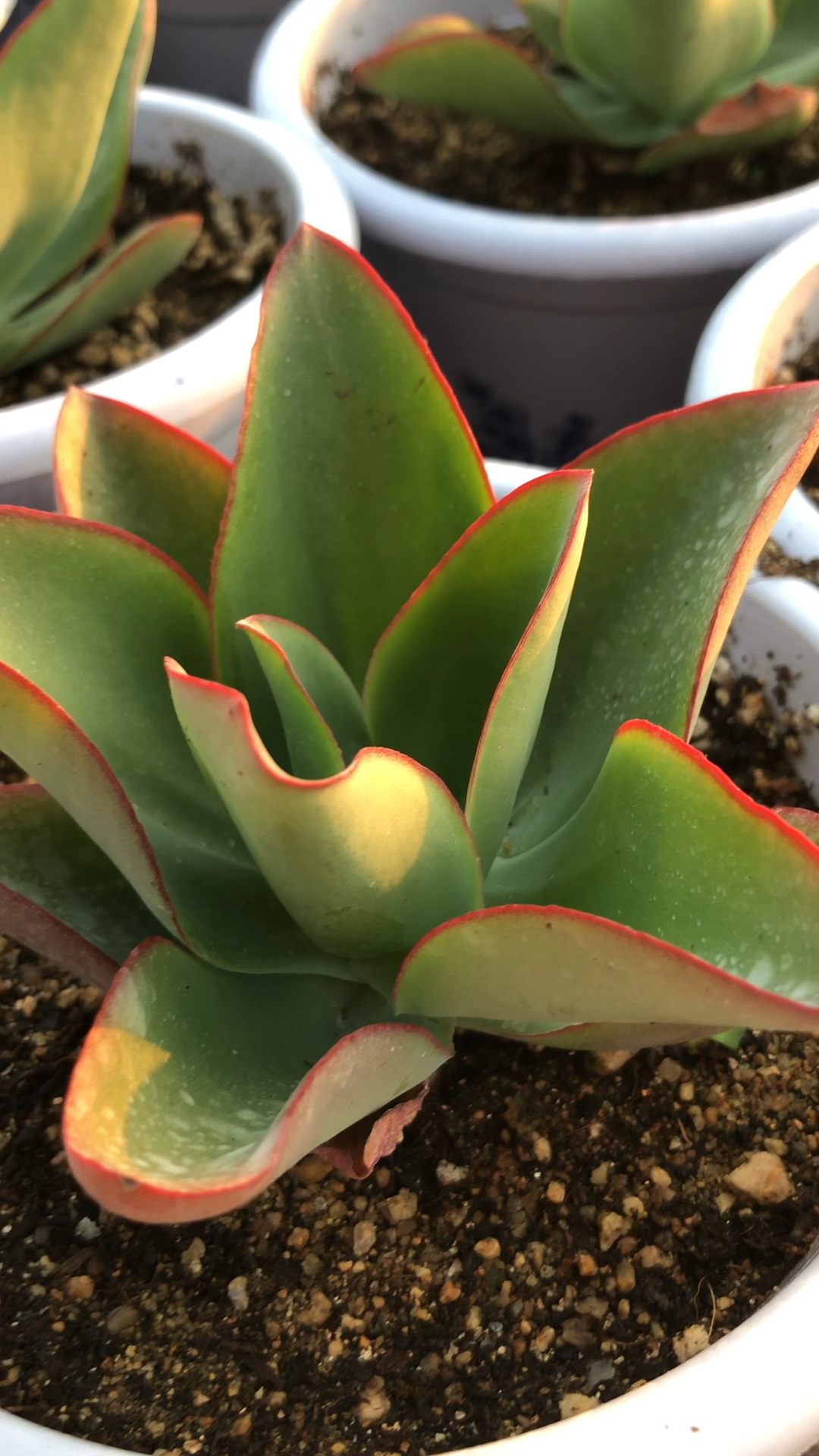 #我的小花园#景天科,钢叶莲