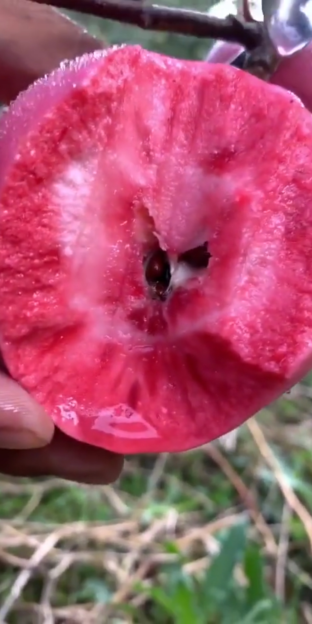 红色之爱红肉苹果苗