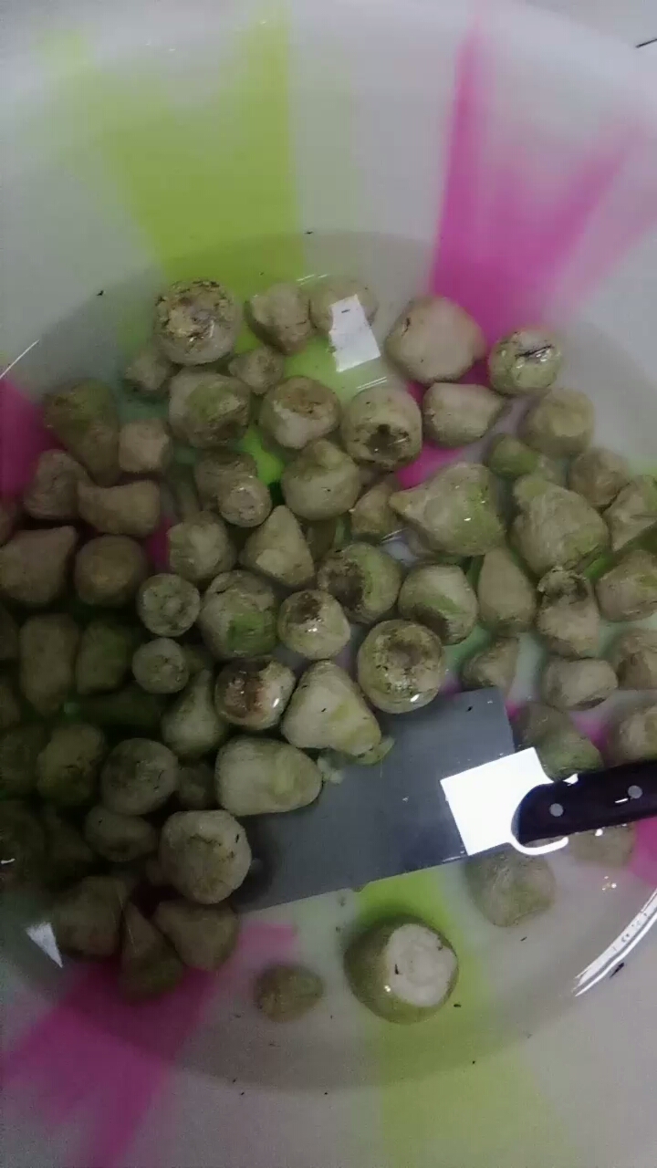 今天做咸菜,腌制大头菜