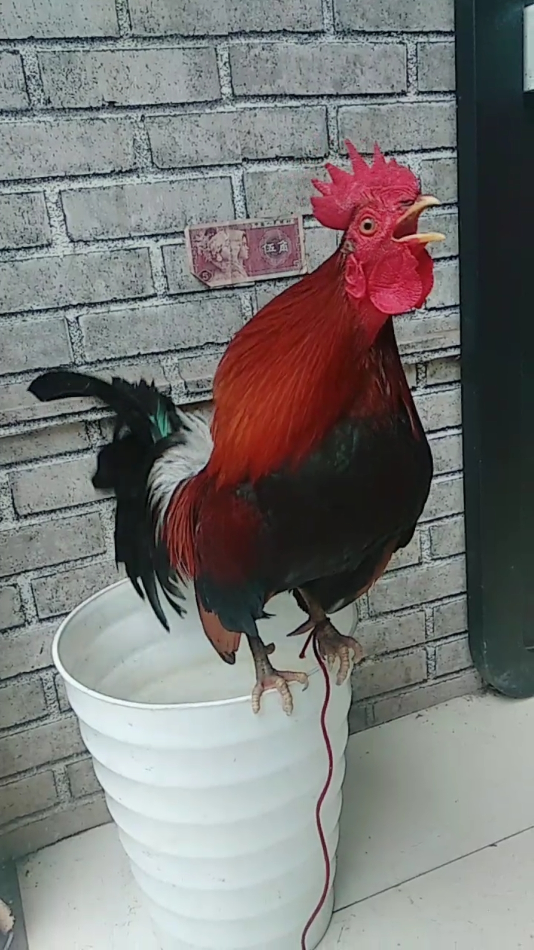 每天都当宝养 培养6年,如今已成精 