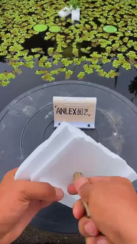 金枝玉叶的水培扦插多肉多肉植物热门