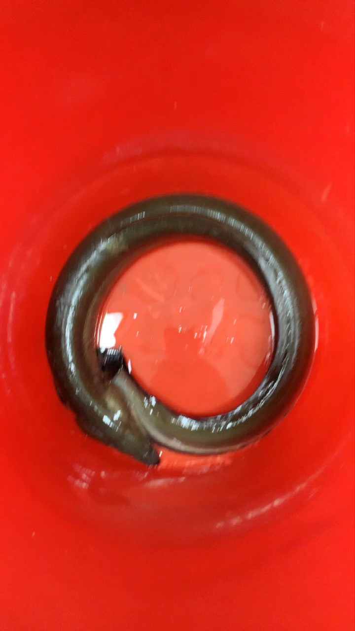 海鳗鱼